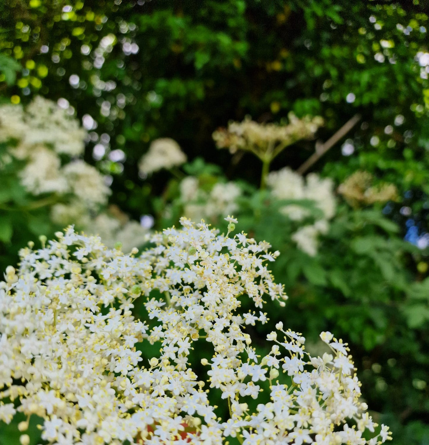 Handmade in Chiltern - Elderflowers in Chilterns